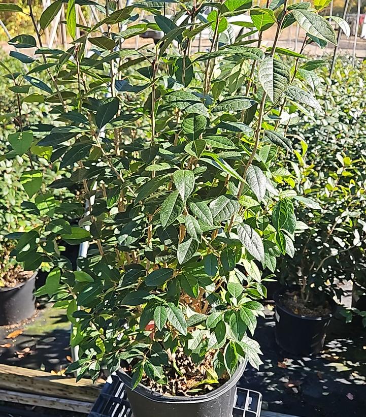 Ilex verticillata 'Jim Dandy'