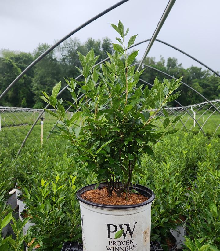 Ilex verticillata Berry Heavy® Gold