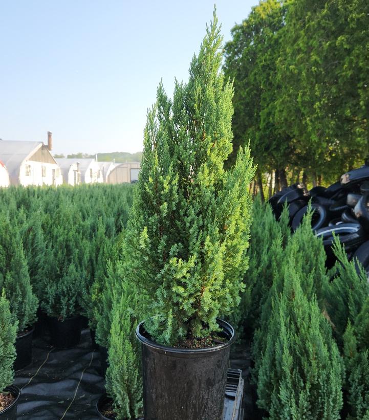 Juniperus chinensis Blue Point