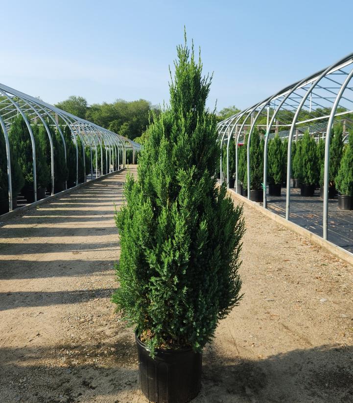 Juniperus chinensis Blue Point