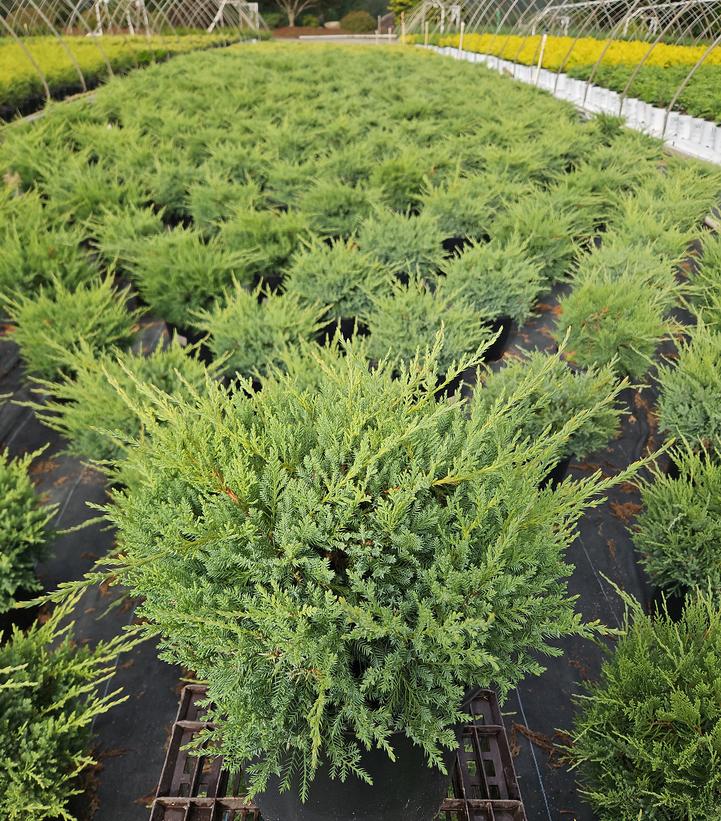 Juniperus c. Pfitzer Compacta