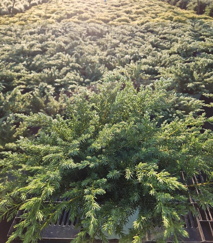 Juniperus communis var. depressa Blueberry Delight®
