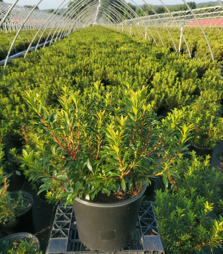 Kalmia latifolia 'Elf'