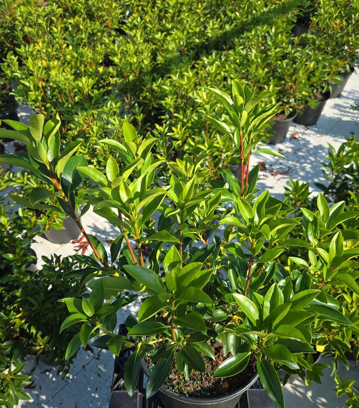 Kalmia latifolia Galaxy