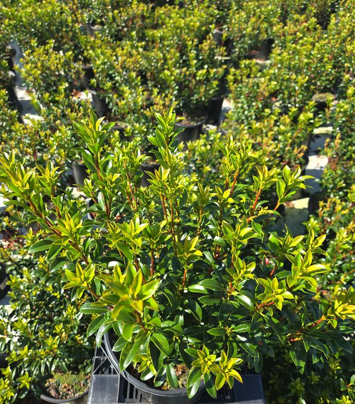 Kalmia latifolia Little Linda