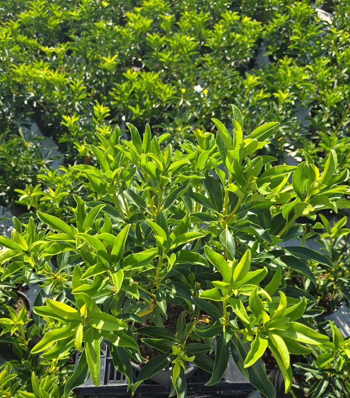Kalmia latifolia 'Snowdrift'