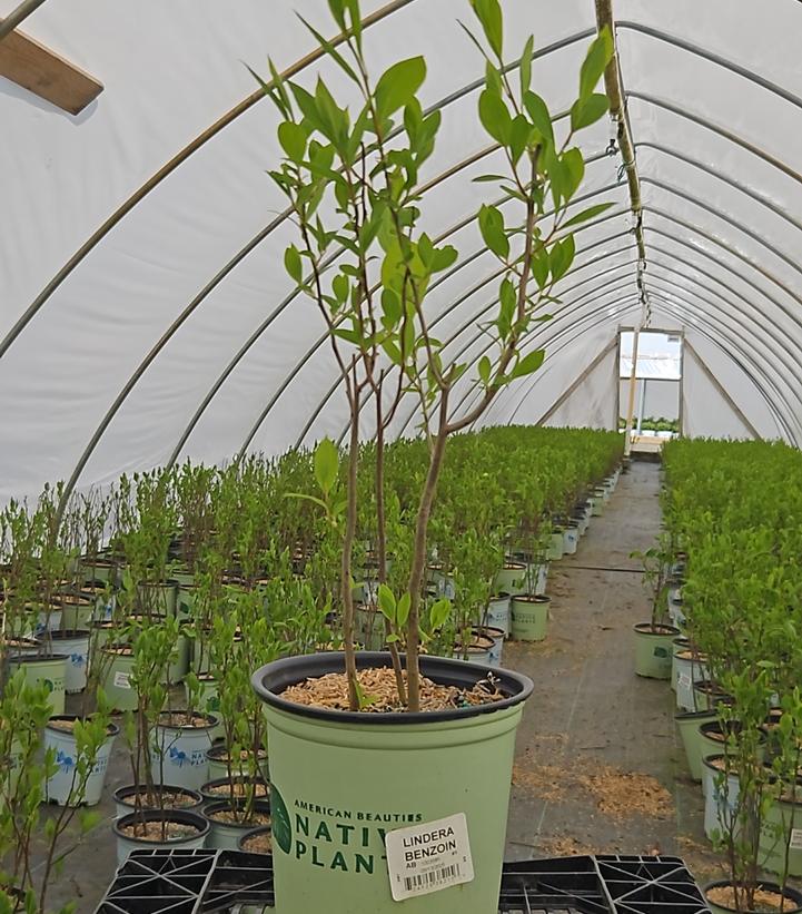 Lindera benzoin 