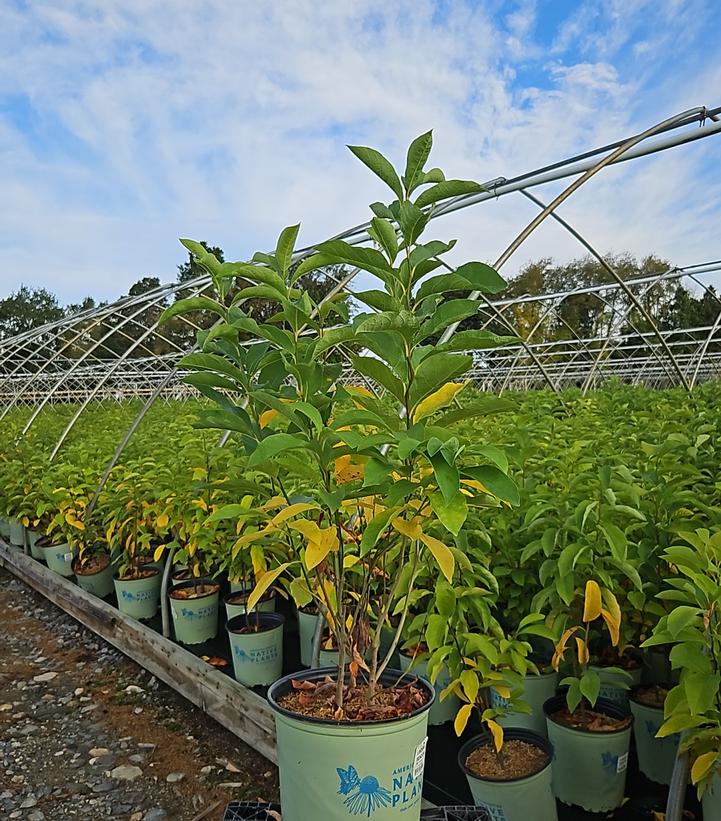 Lindera benzoin 
