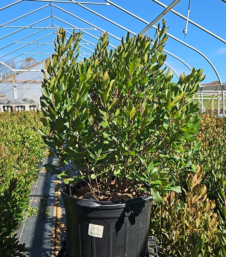 Myrica pensylvanica 