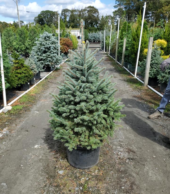 Picea pungens Baby Blue