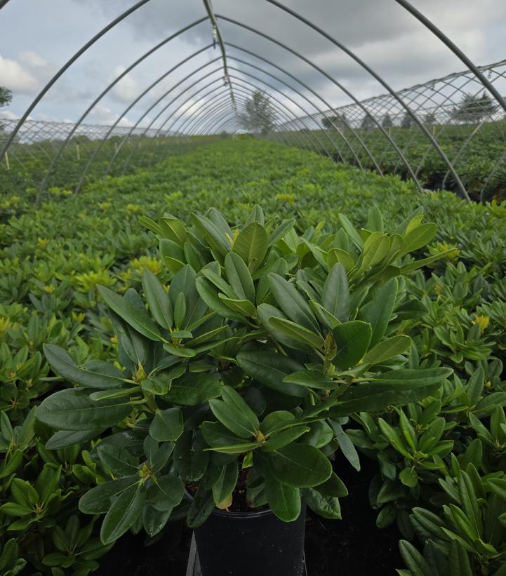 Rhododendron Capistrano