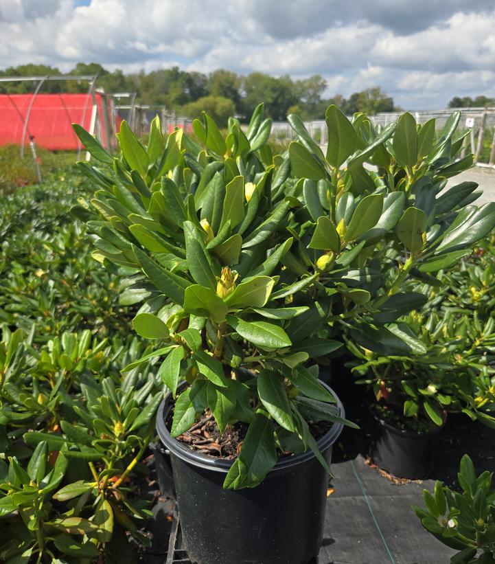 Rhododendron Capistrano