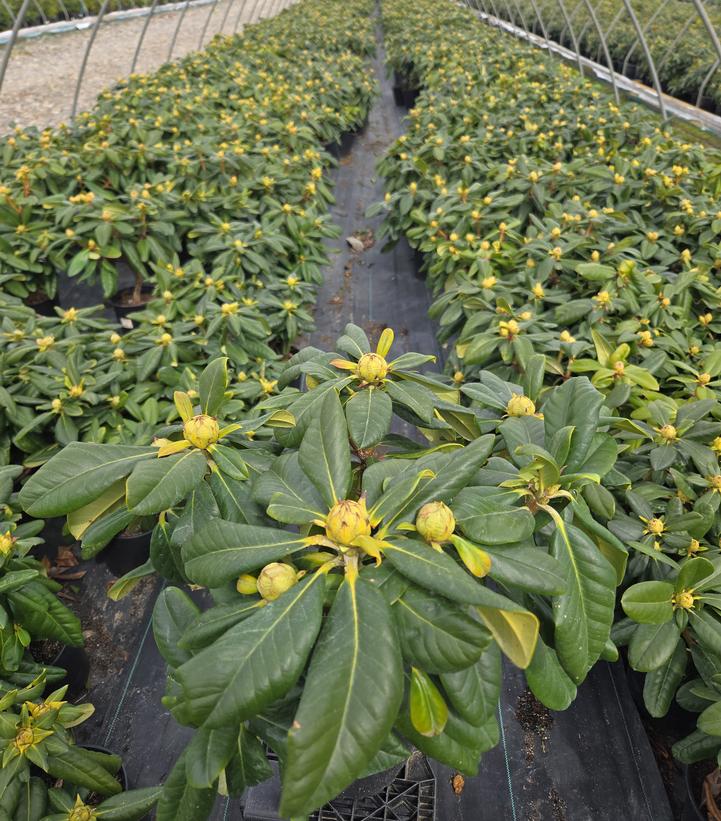 Rhododendron 'Scintillation'