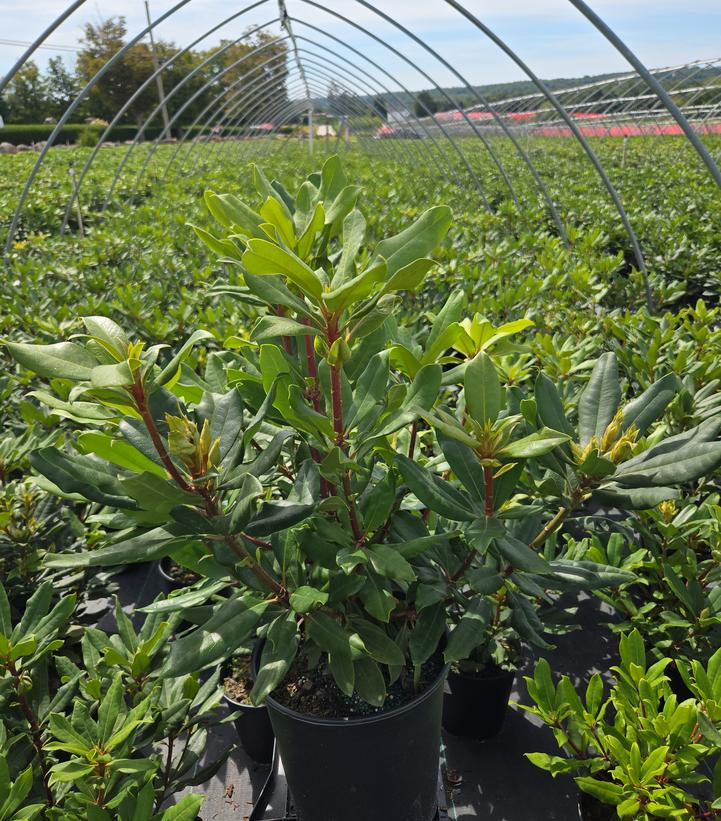 Rhododendron maximum Roseum