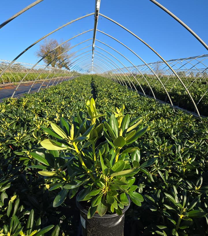Rhododendron Aglo