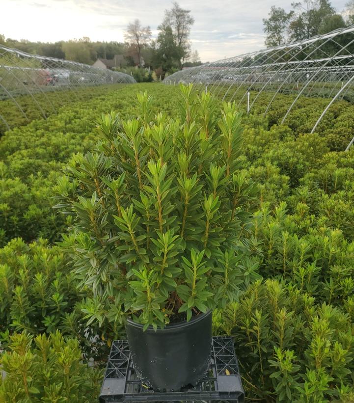 Rhododendron X Blue Baron
