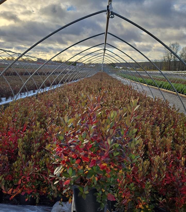 Rhododendron Olga Mezitt