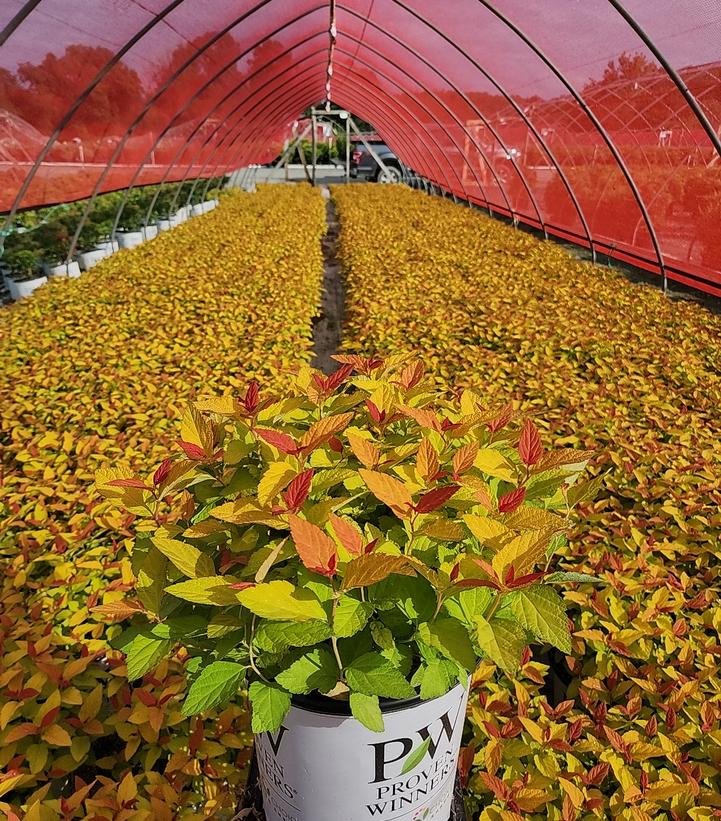 Spiraea japonica Double Play® Candy Corn®