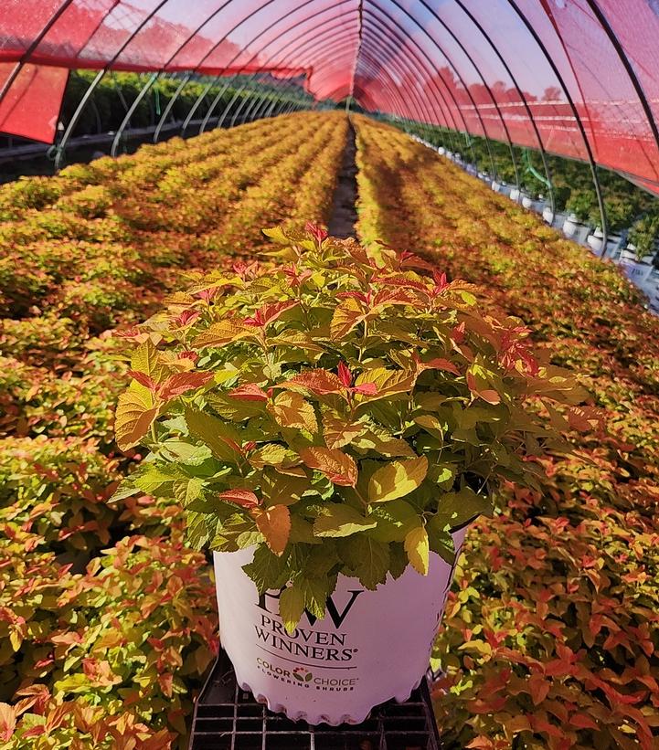 Spiraea japonica Double Play® Candy Corn®