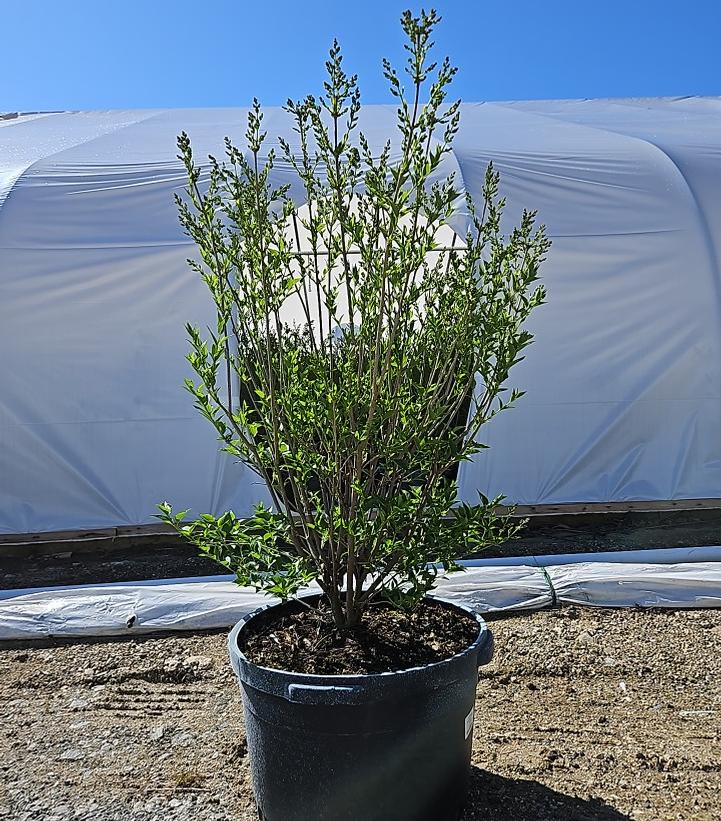 Syringa patula 'Miss Kim'