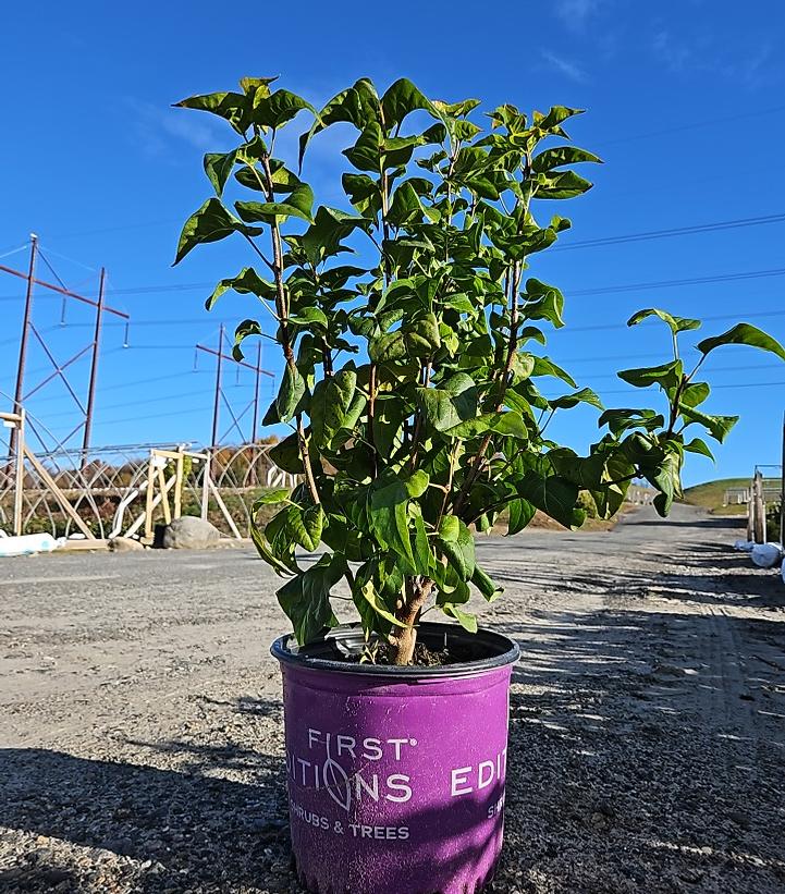 Syringa Virtual Violet®