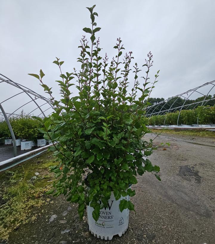 Syringa x Bloomerang® Bloomerang® Dark Purple