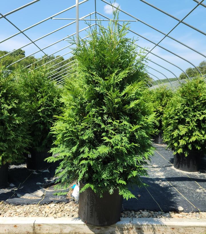 Thuja occidentalis 'Nigra'