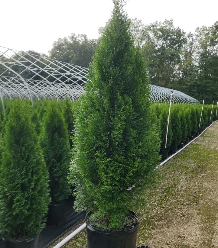 Thuja occidentalis 'Smaragd'