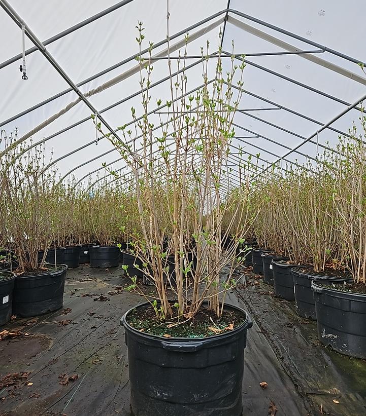 Viburnum dentatum Autumn Jazz™