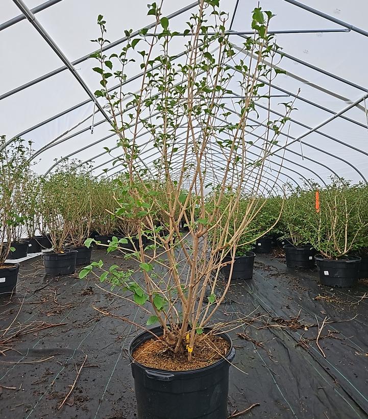 Viburnum plicatum f. tomentosum 'Shasta'