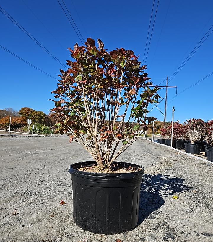 Viburnum trilobum 'Baileys Compactum'