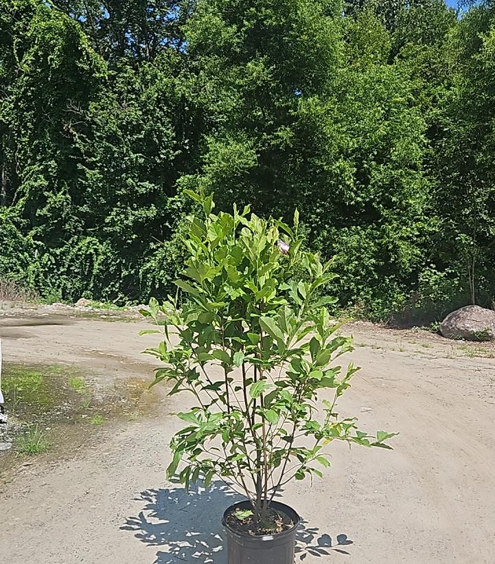 Magnolia liliiflora 'Jane'