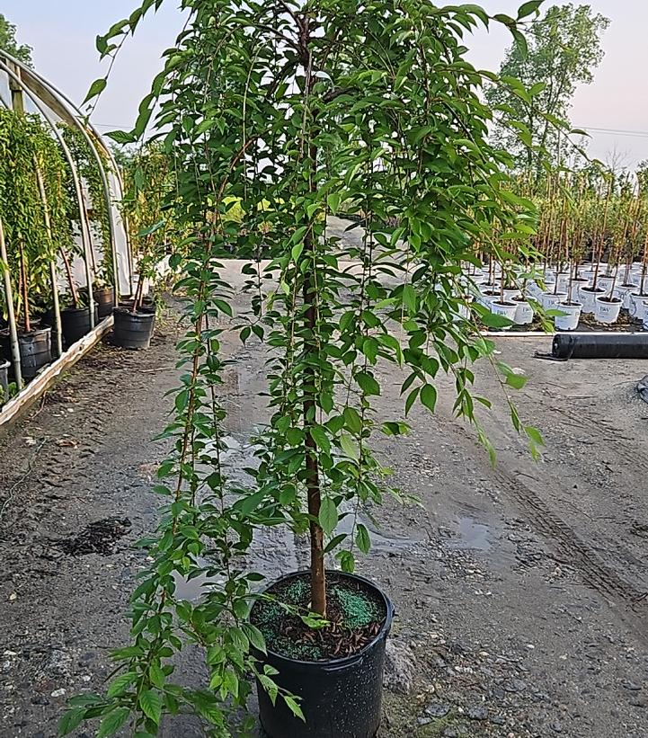 Prunus X Snow Fountains®