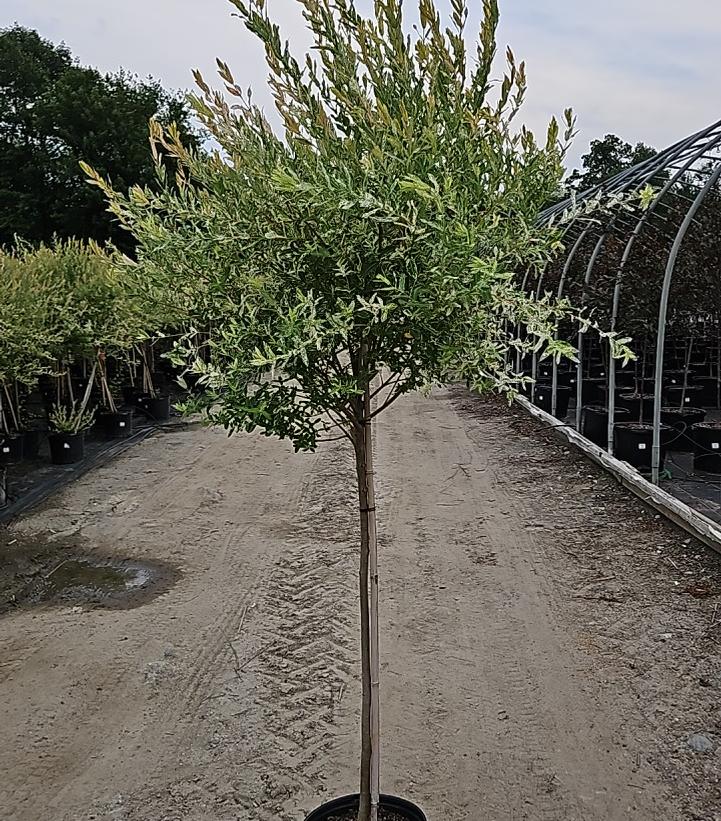 Salix integra 'Hakuro Nishiki'