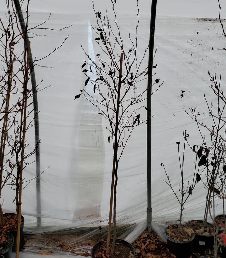 Stewartia pseudocamellia 