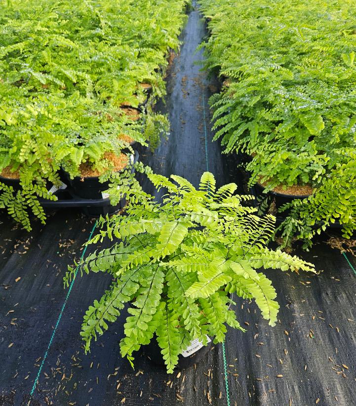 Adiantum pedatum 