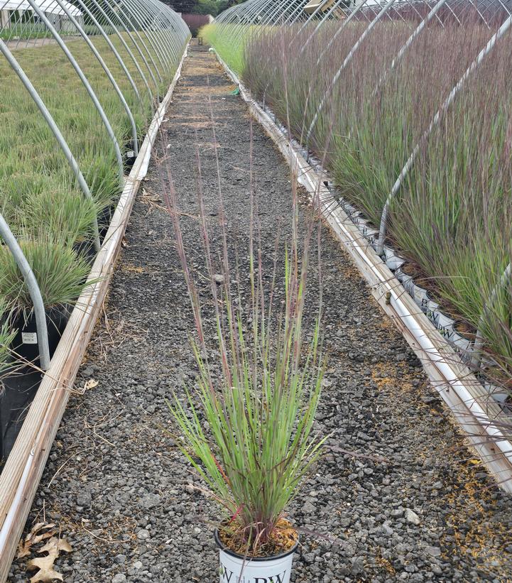 Schizachyrium scoparium Prairie Winds® 'Blue Paradise'