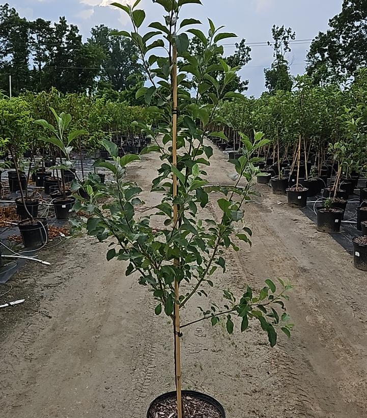 Malus Pink Lady