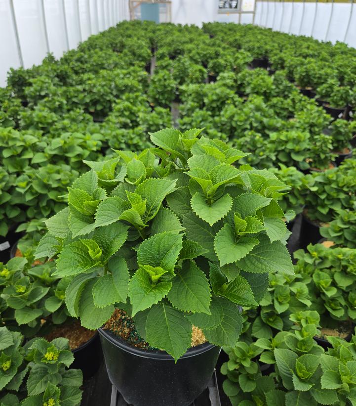 Hydrangea macrophylla Magical® Revolution