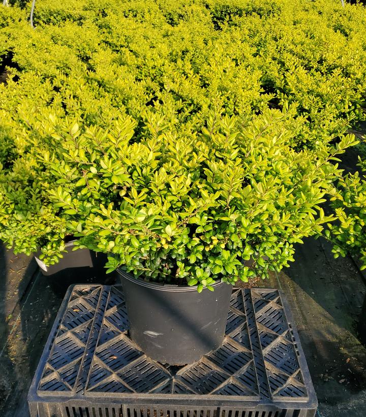 Ilex crenata 'Drops of Gold'