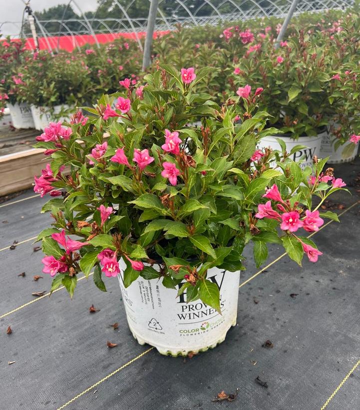 Weigela florida Snippet® Dark Pink