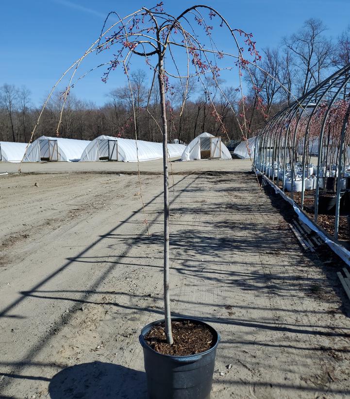 Prunus subhirtella Pendula