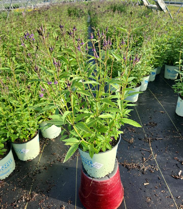 Verbena hastata 