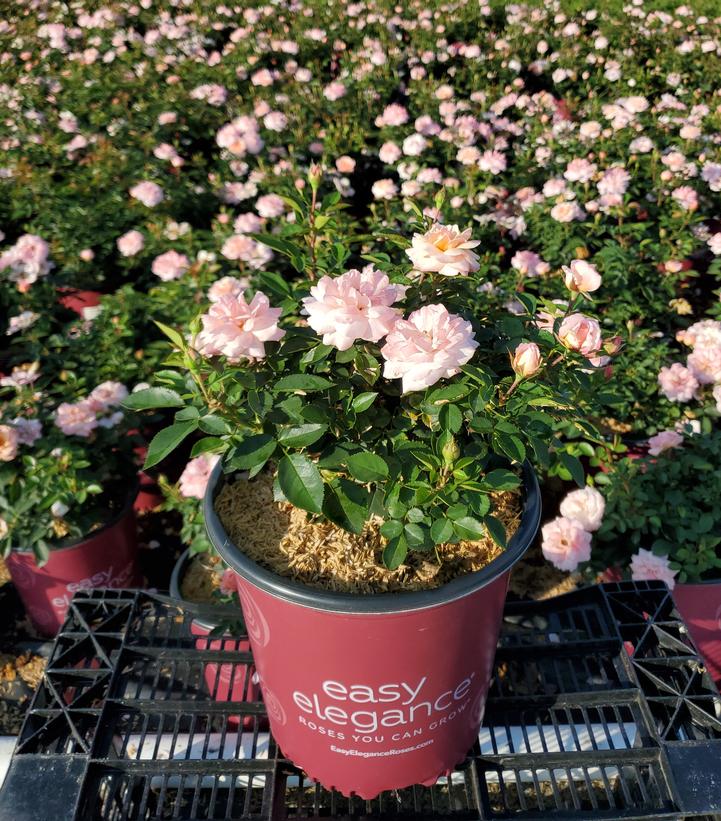Rosa Easy Elegance® Calypso