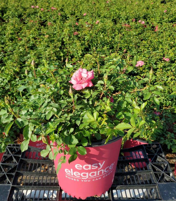 Rosa Easy Elegance® Sunrise Sunset