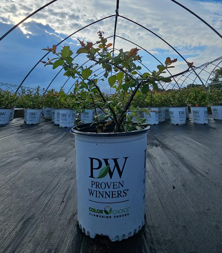 Chaenomeles speciosa Double Take® Orange