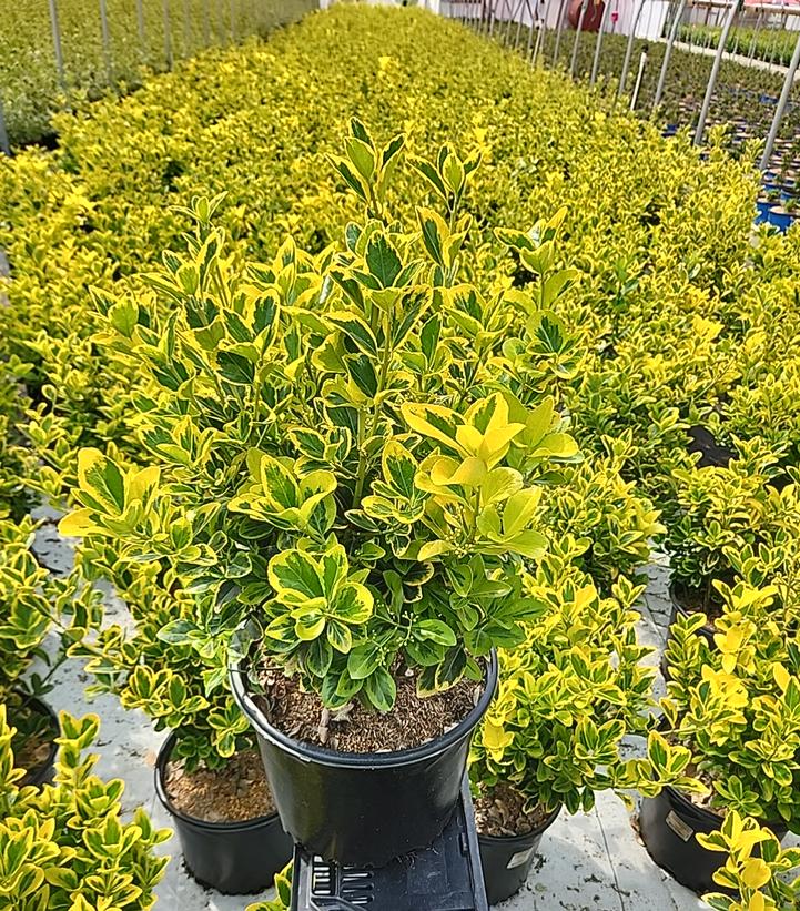 Euonymus japonica Aureo-Marginata