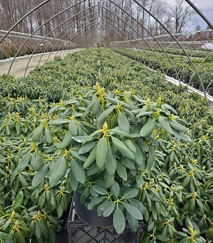 Rhododendron cat. 'Album'