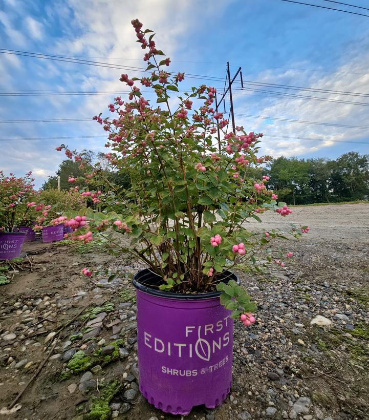 Symphoricarpos x doorenbosii Candy™