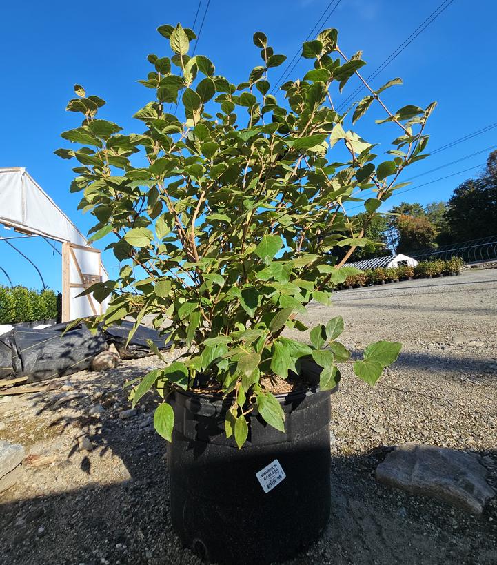 Viburnum carlesii 
